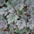 Heuchera Frosted Violet 219866